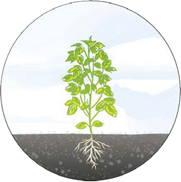 Pflanze 8 Grafik mit Pflanzenwachstum Stufe 8: Baum