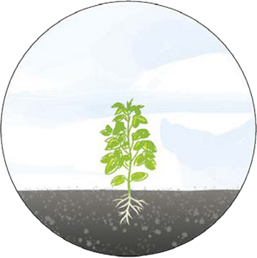 Pflanze 6 Grafik mit Pflanzenwachstum Stufe 6: noch größerer Pflanze