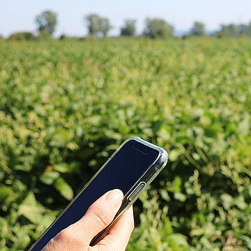 News Symbolfoto zu News: Handy in der hand vor Wiese