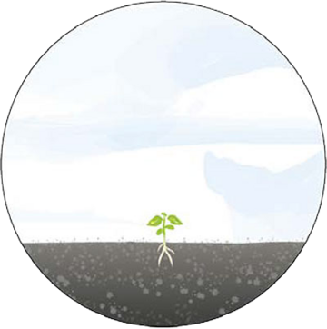 Pflanze 3 Grafik mit Pflanzenwachstum Stufe 3: kleines Pflänzchen