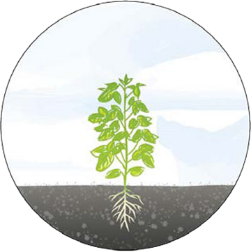 Pflanze 7 Grafik mit Pflanzenwachstum Stufe 7: kleiner Baum