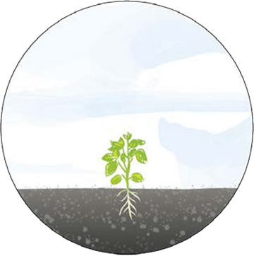 Pflanze 5 Grafik mit Pflanzenwachstum Stufe 5: größere Pflanze