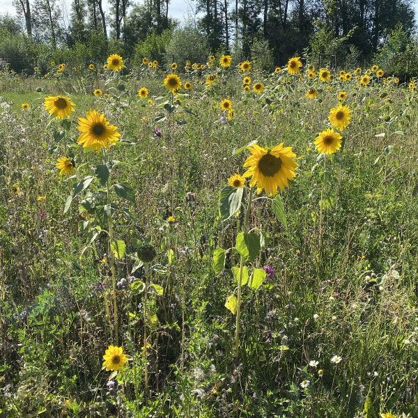 Insektenschutz Sonnenblumenwiese vor einer Baumreihe bei Sonnenschein