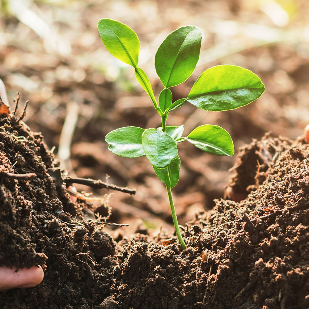 Symbolfoto für Artikel über Nachhaltigkeit Nachhaltigkeit